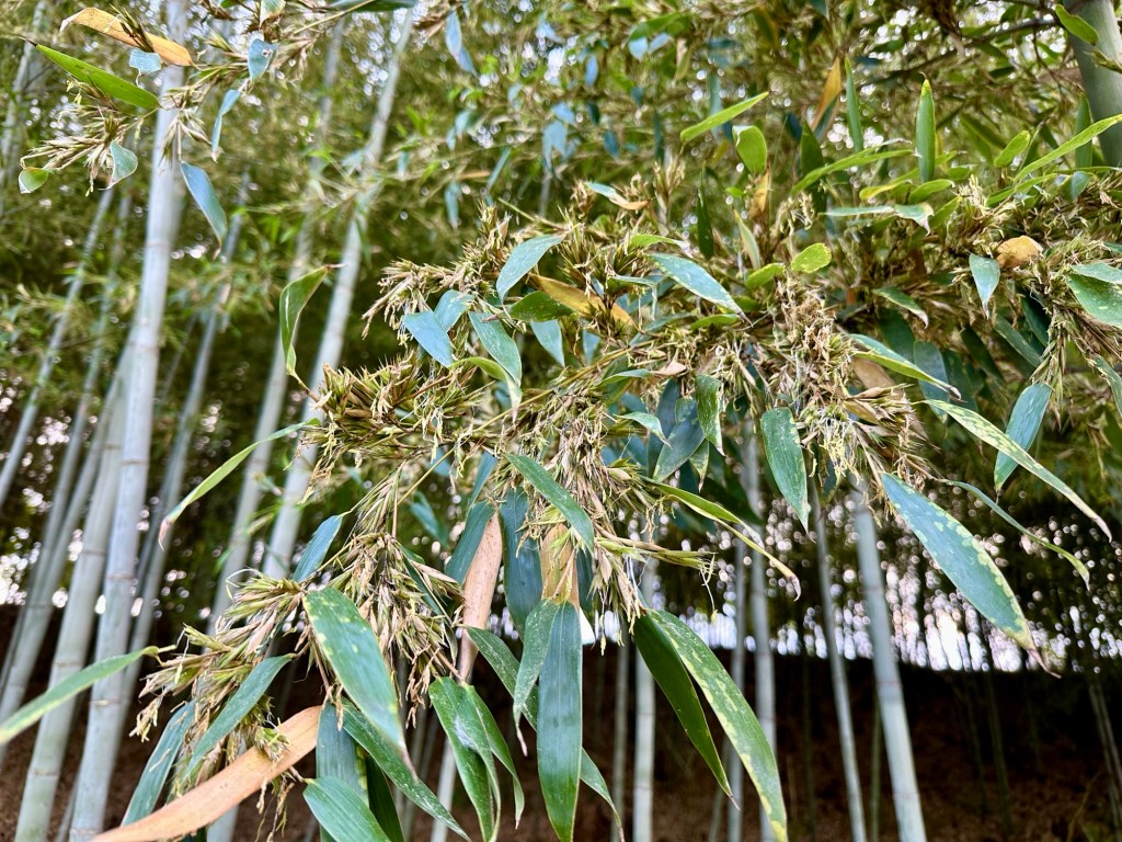 섬진강 대나무 숲길, 꽃 피운&nbsp;대나무