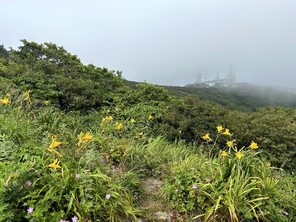 8월, 노고단에서 만난&nbsp;들꽃